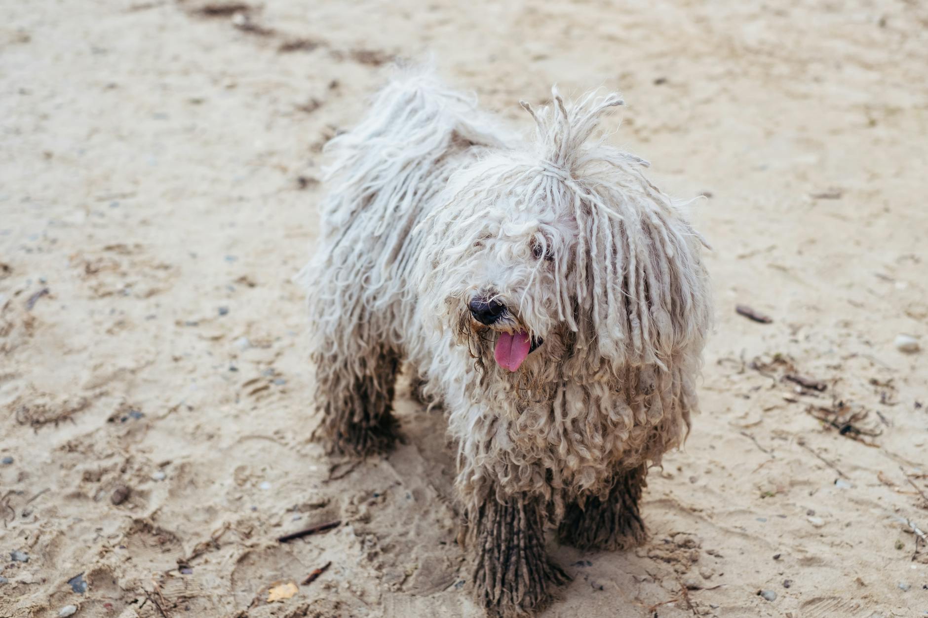 Komondor Dog Breed: Characteristics, Care, and Everything You Need to Know Komondor Dog Breed: Characteristics, Care, and Everything You Need to Know_image