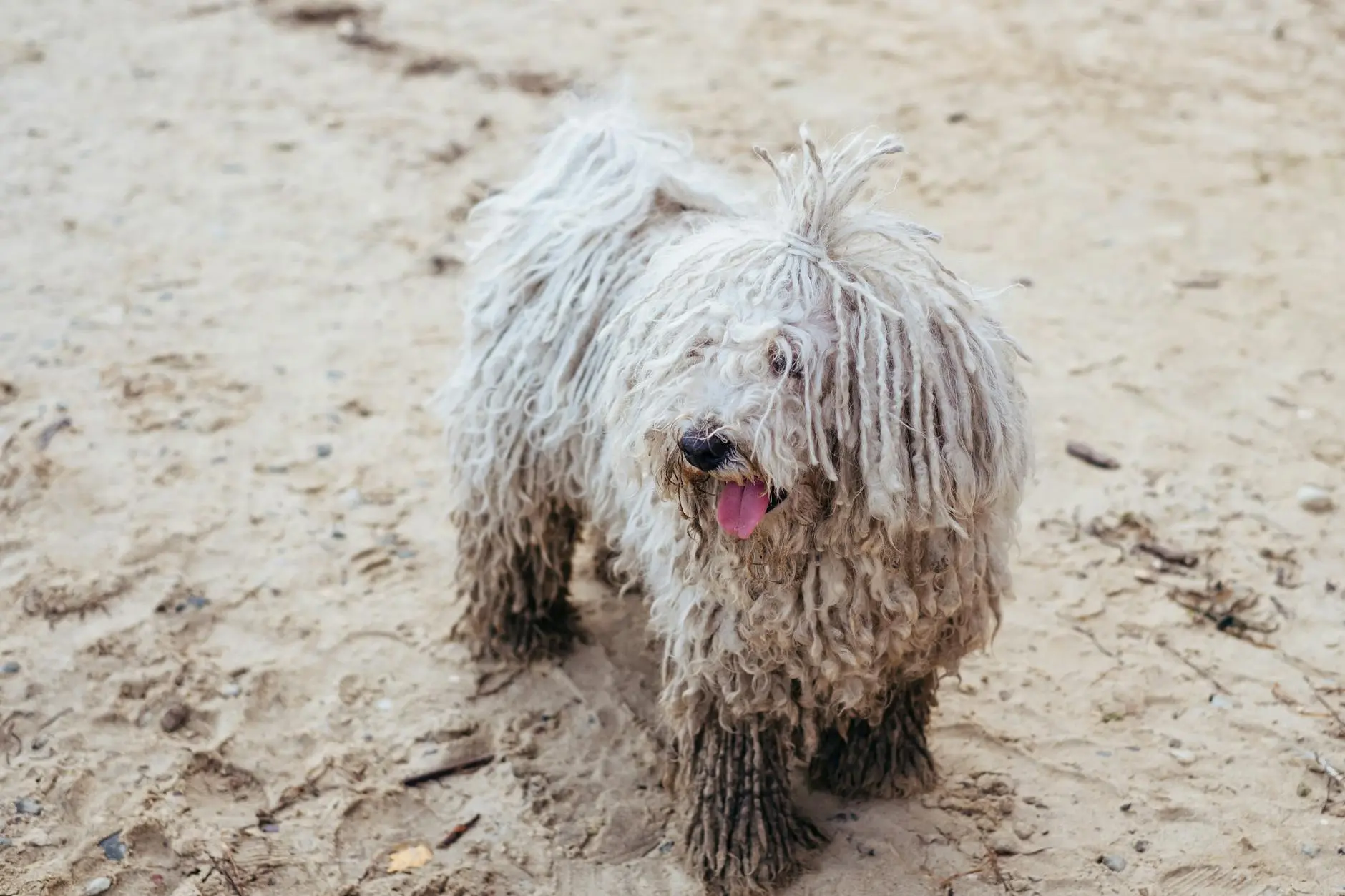Komondor Dog Breed: Essential Care And Temperament Guide Discover unique traits and expert tips to nurture this striking, fluffy canine companion.