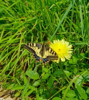 Transform your outdoor space into a vibrant sanctuary buzzing with colorful winged guests.