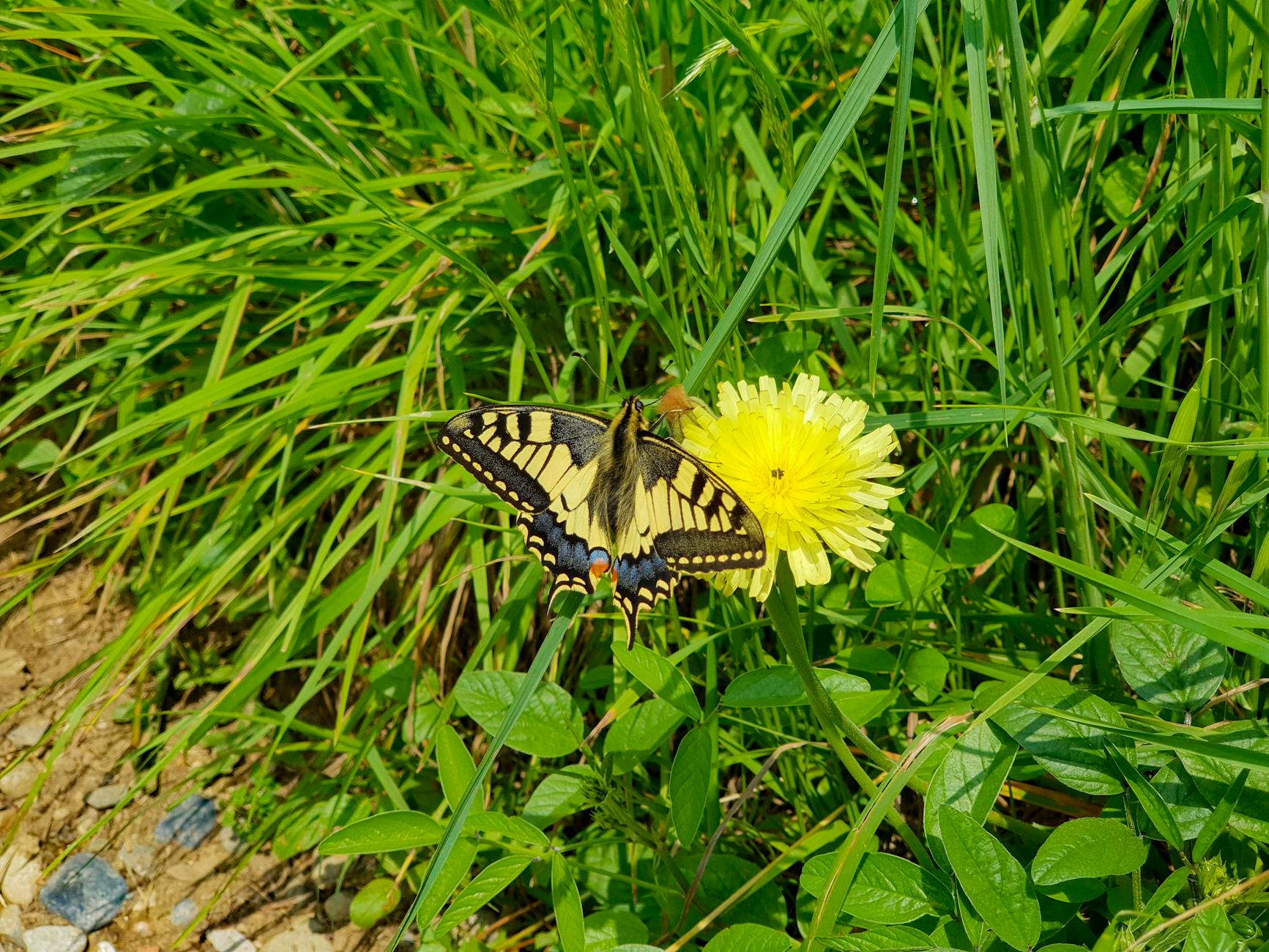 How to Create a Beautiful Butterfly Garden: Complete Guide for Home Gardeners How to Create a Beautiful Butterfly Garden: Complete Guide for Home Gardeners_image