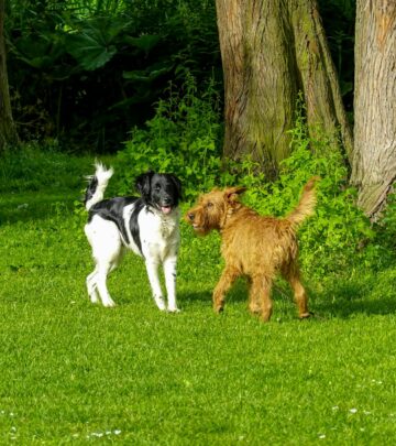 Irish Terrier Dog Breed: Characteristics, Care, and History