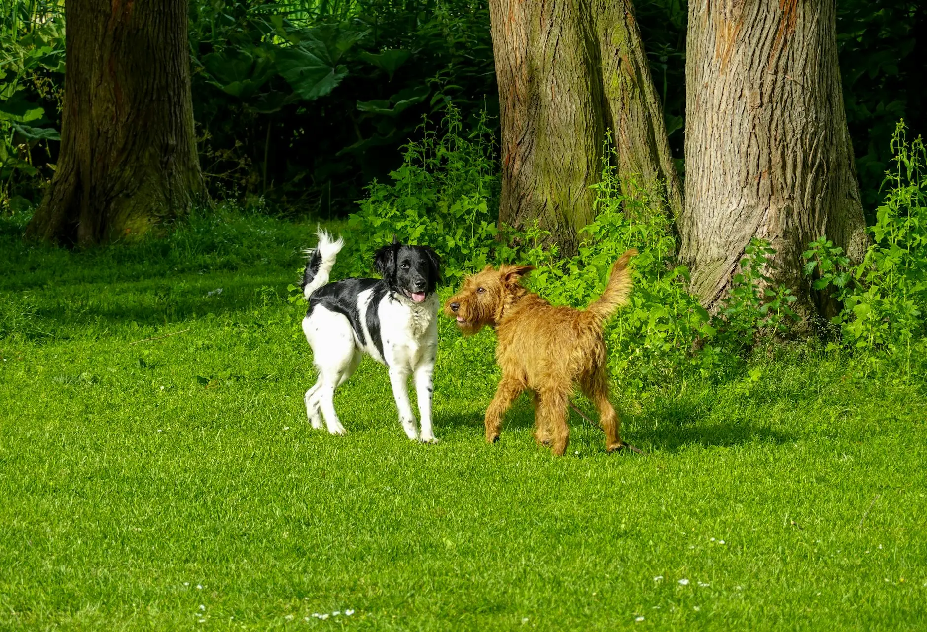 Irish Terrier Dog Breed: Complete Guide To Temperament & Care Energetic companions with a rich legacy, requiring devoted attention and love daily.