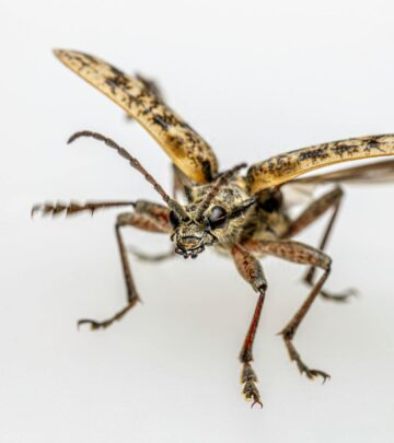 What Is a Weevil? Identification, Prevention, and Control Methods