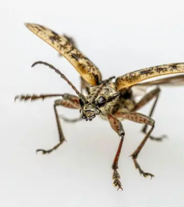 Discover effective ways to recognize, avoid, and manage these tiny garden invaders wisely.