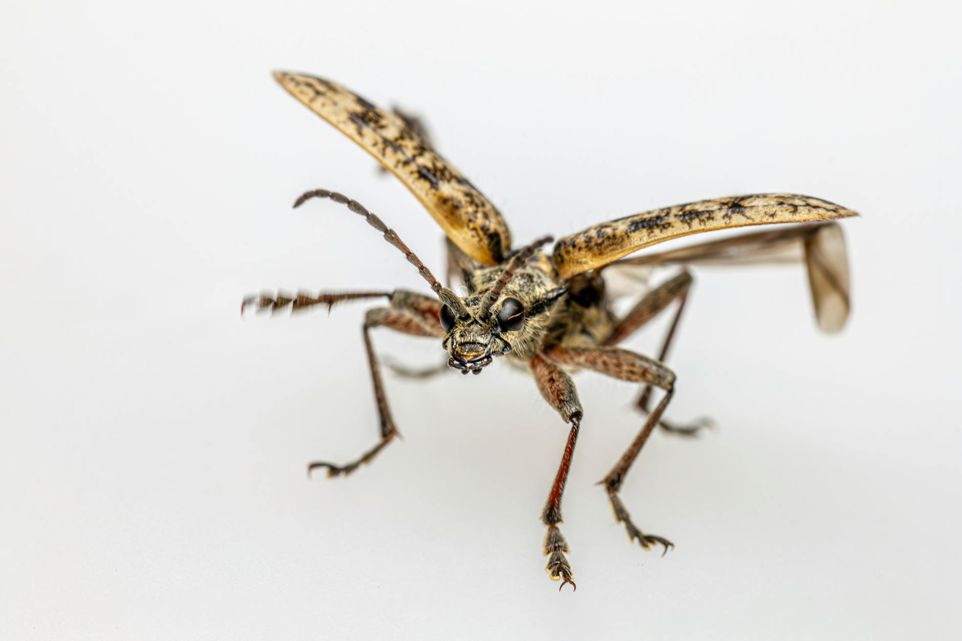 What Is a Weevil? Identification, Prevention, and Control Methods What Is a Weevil? Identification, Prevention, and Control Methods_image