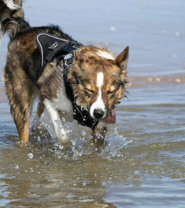 Australian Terrier Dog Breed Guide: Temperament, Care, and Living with Aussies