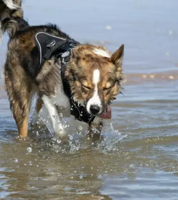 Discover playful companionship and expert tips for nurturing this lively, spirited breed!