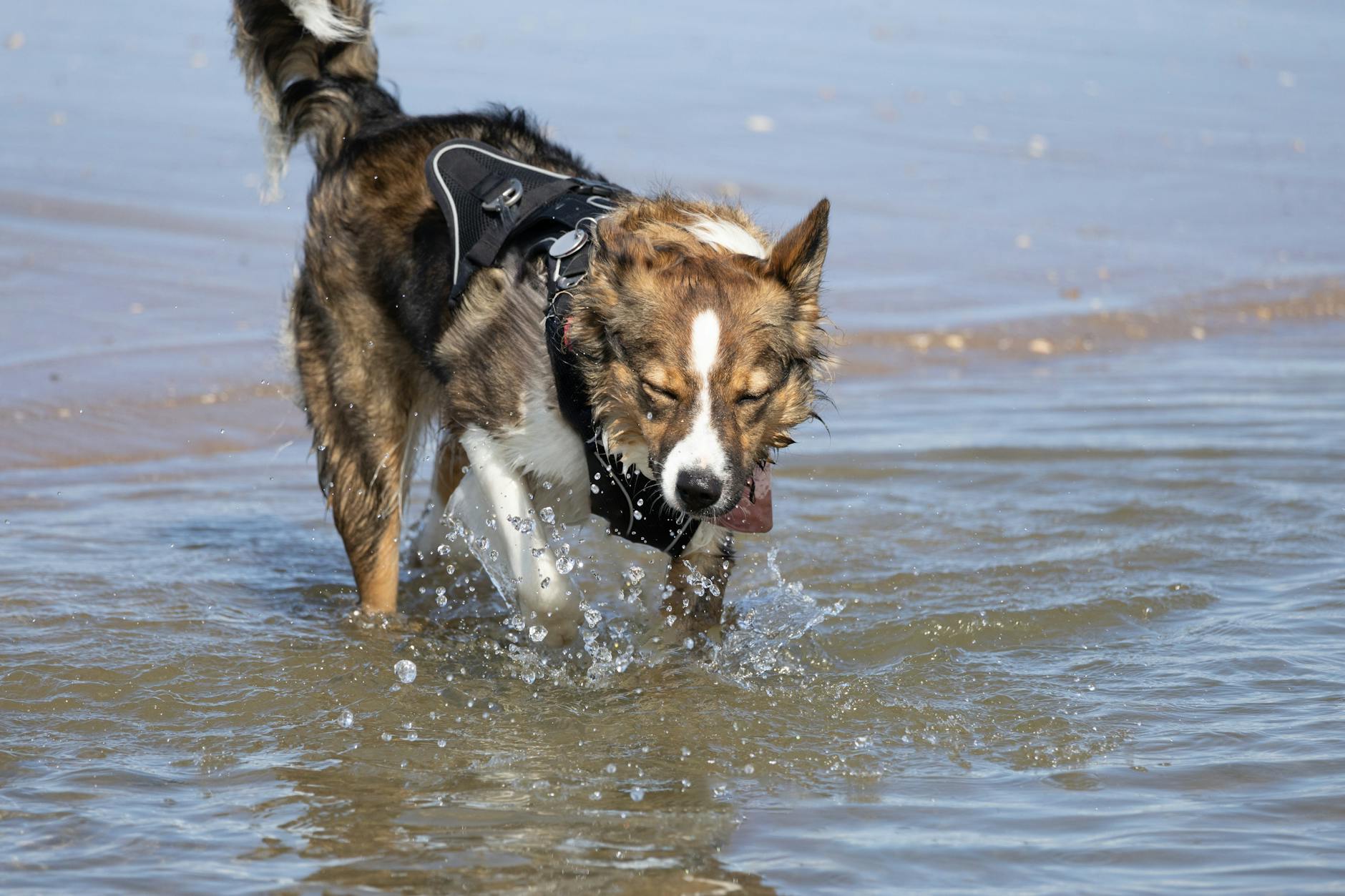 Australian Terrier Dog Breed Guide: Temperament, Care, and Living with Aussies Australian Terrier Dog Breed Guide: Temperament, Care, and Living with Aussies_image