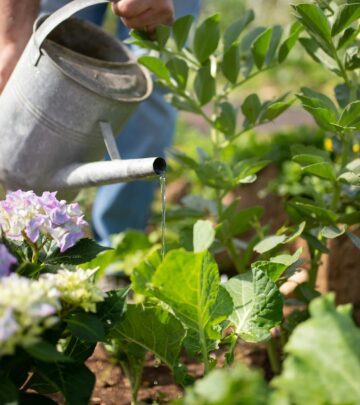 How to Change Hydrangea Colors: The Complete Guide