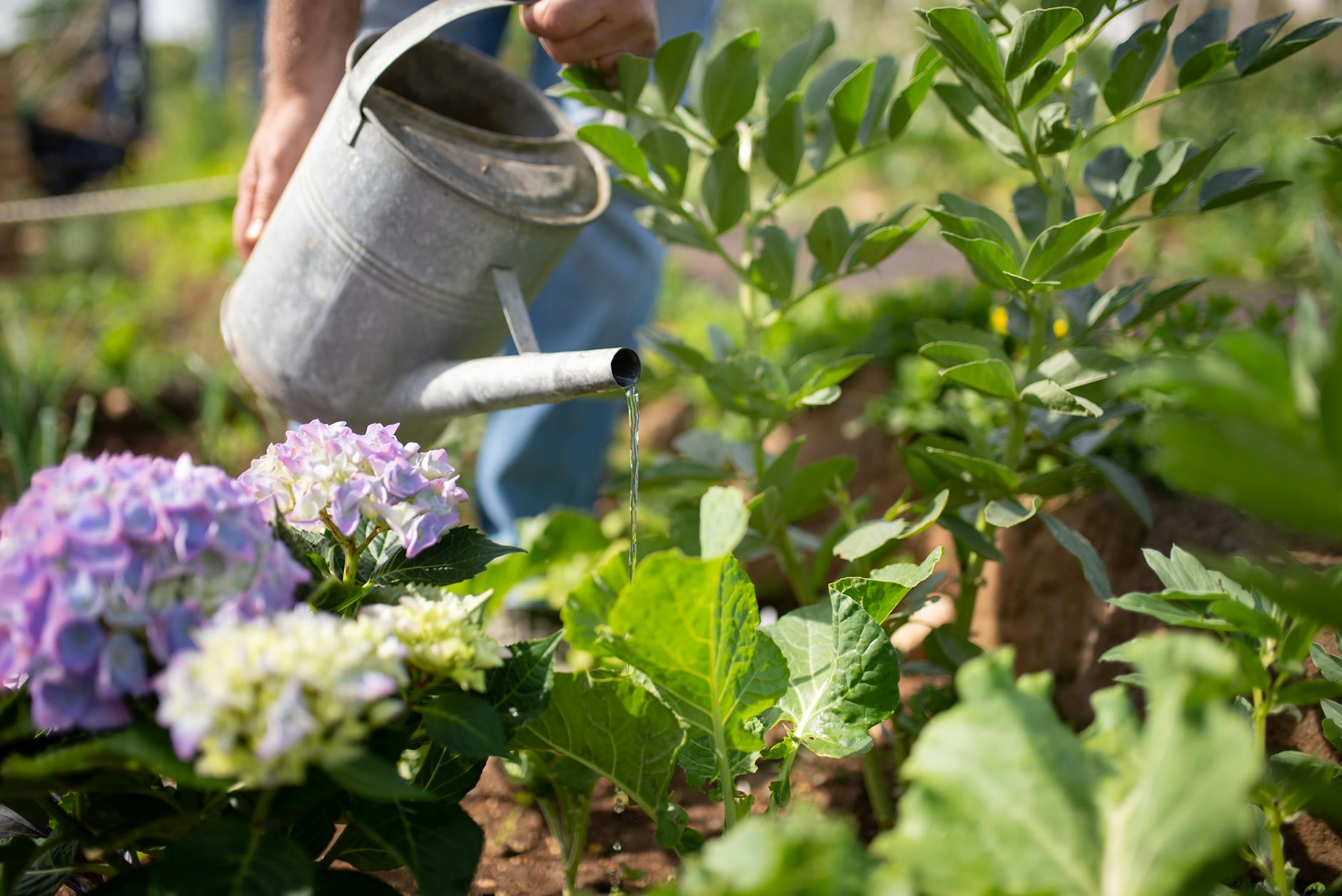 How to Change Hydrangea Colors: The Complete Guide How to Change Hydrangea Colors: The Complete Guide_image