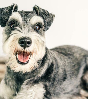 Standard Schnauzer Dog Breed: Complete Guide to Characteristics, Care & Training