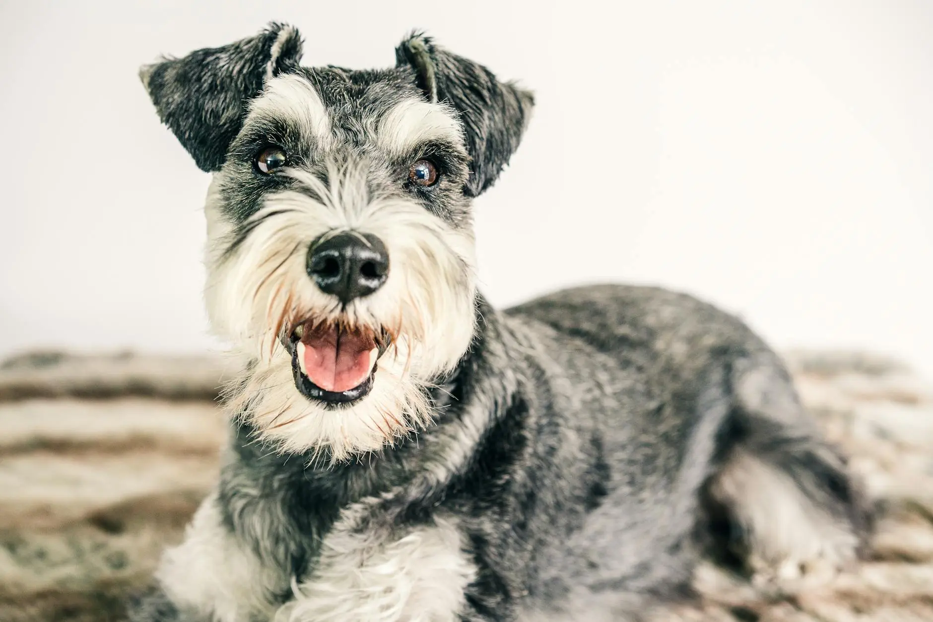 Standard Schnauzer: Complete Guide To Care, Training & Grooming Loyal companion thrives with proper guidance, grooming, and playful daily routines.