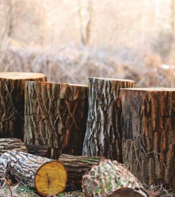 Average Cost of Tree Removal: 2024 Guide