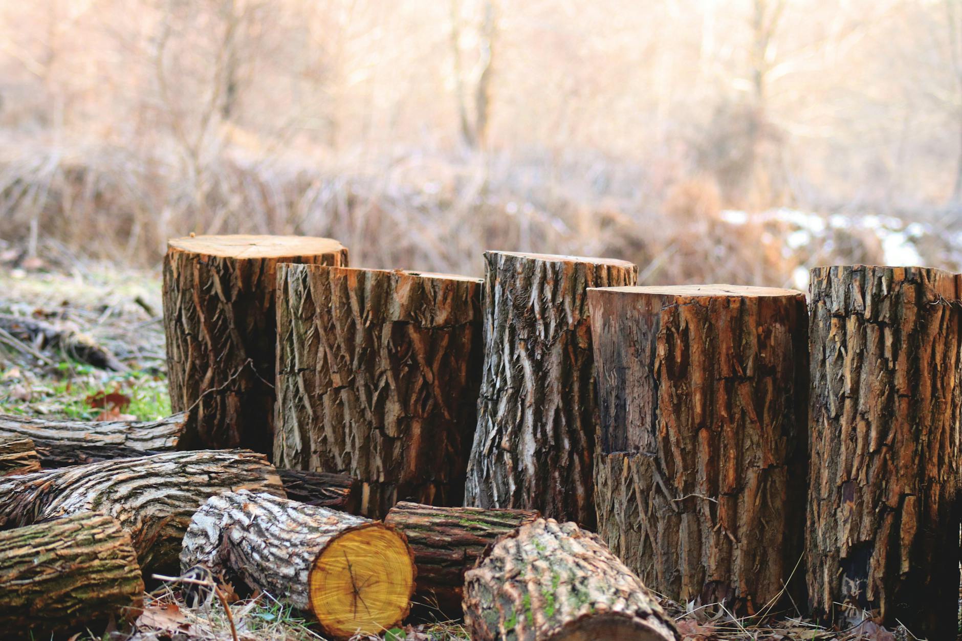 Average Cost of Tree Removal: 2024 Guide Average Cost of Tree Removal: 2024 Guide_image