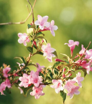 How to Grow & Care for Weigela Shrubs: A Complete Guide