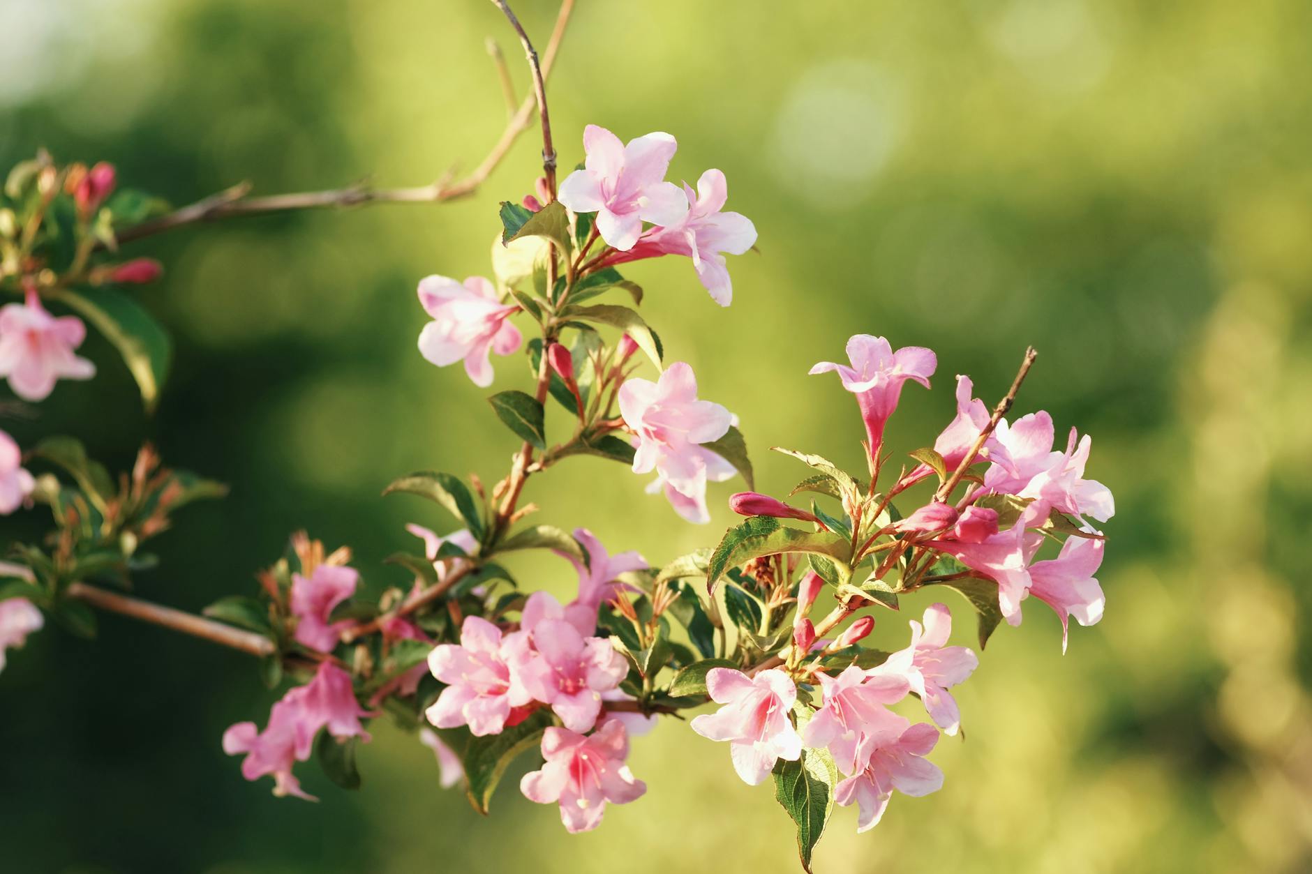 How to Grow & Care for Weigela Shrubs: A Complete Guide How to Grow & Care for Weigela Shrubs: A Complete Guide_image