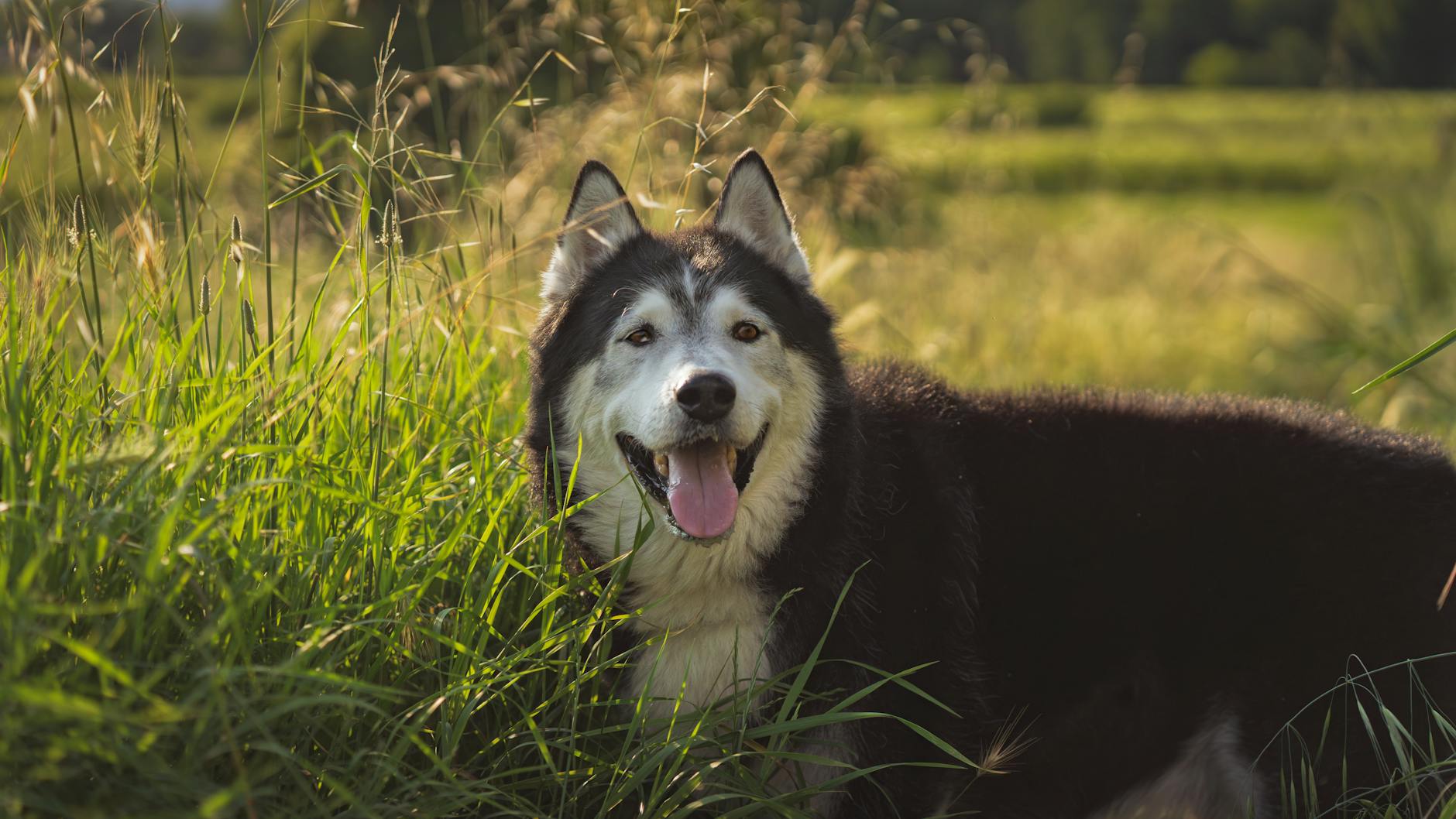 Alaskan Malamute: Powerful, Loyal Arctic Working Dog Alaskan Malamute: Powerful, Loyal Arctic Working Dog_image