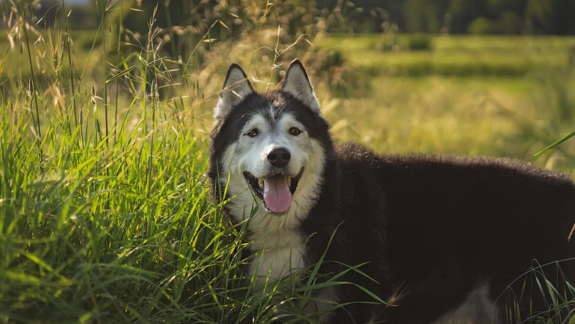 Alaskan Malamute: Complete Guide To Care And Characteristics Enduring strength meets unwavering devotion in this majestic northern canine companion.