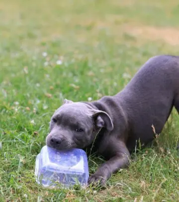 Discover essential tips and insights to keep your energetic companion happy and healthy.