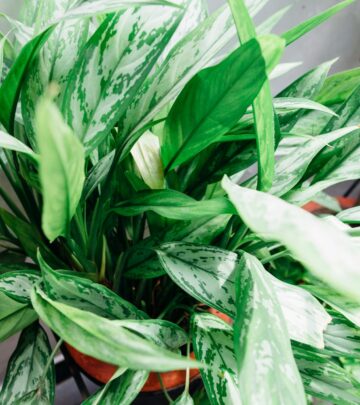 The Complete Guide to Growing and Caring for Chinese Evergreen Plants