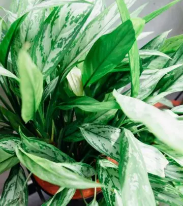Discover simple secrets to thriving indoor greenery with expert tips for lush foliage.