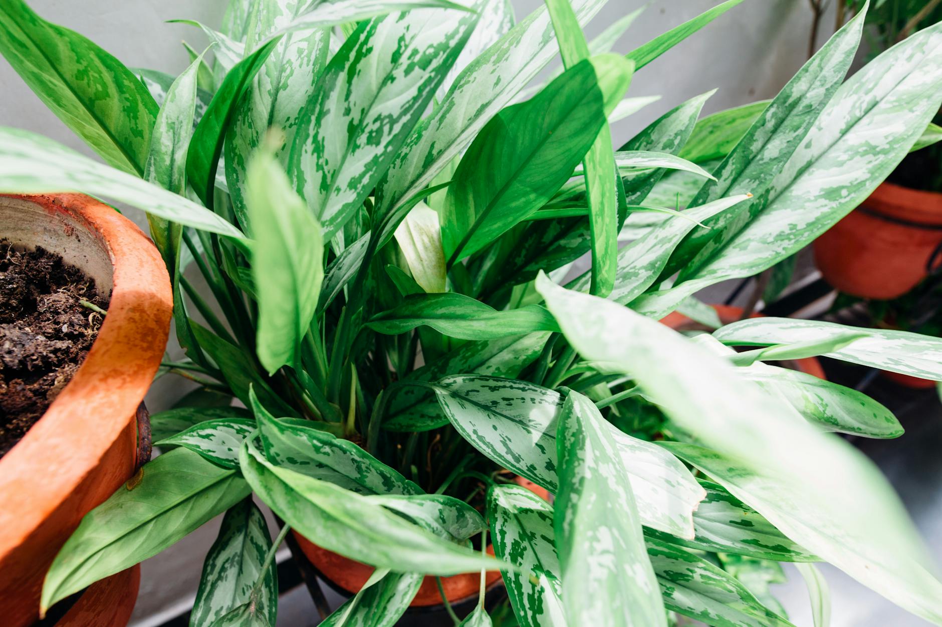 The Complete Guide to Growing and Caring for Chinese Evergreen Plants The Complete Guide to Growing and Caring for Chinese Evergreen Plants_image