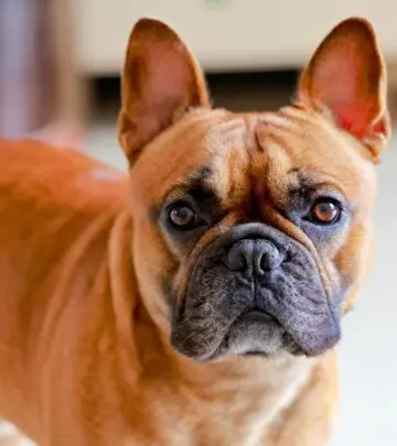 Discover loyal companions with unique traits, health tips, and expert insights here!