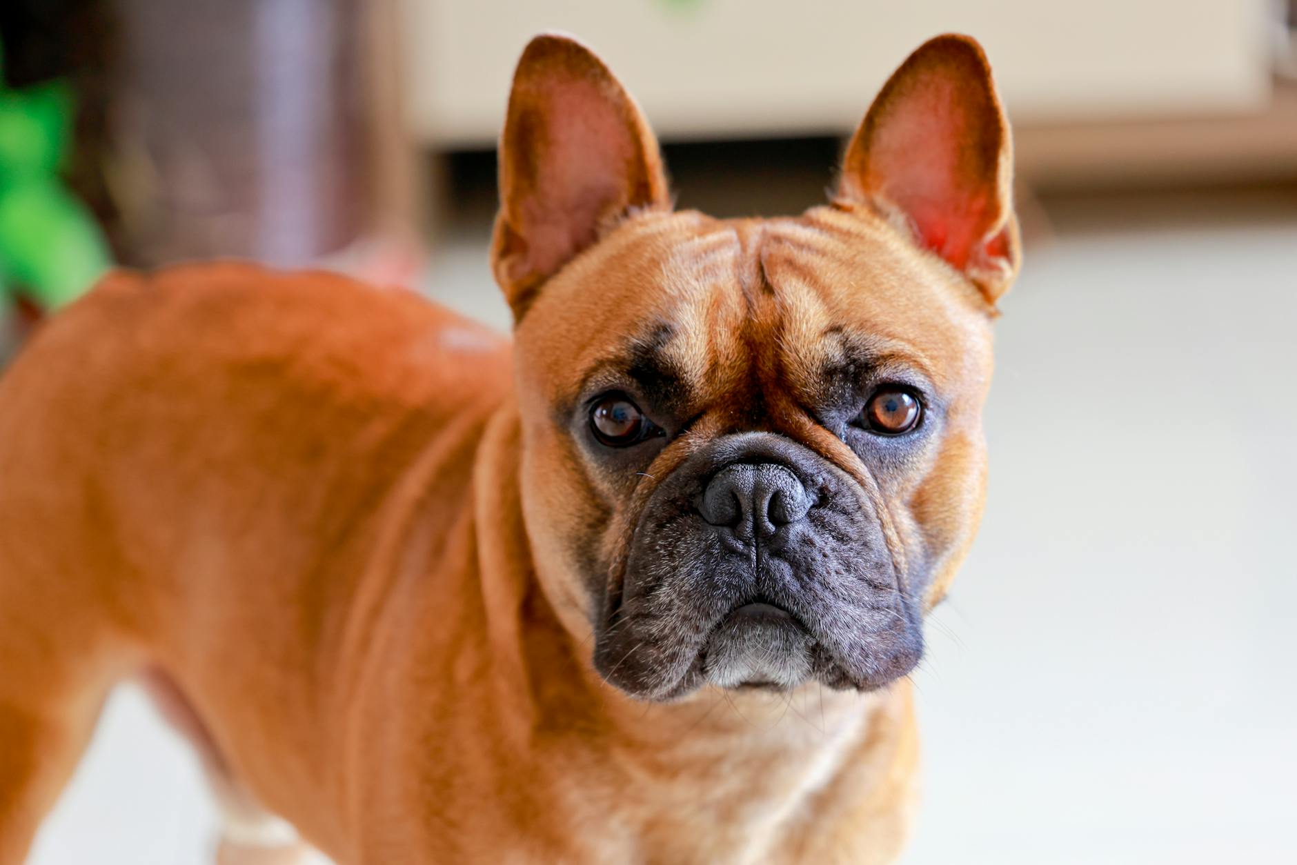 Bulldog Dog Breed Guide: History, Temperament, Care & More Bulldog Dog Breed Guide: History, Temperament, Care & More_image