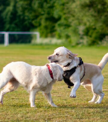 Jack Russell Terrier: Breed Information, Care, and Personality