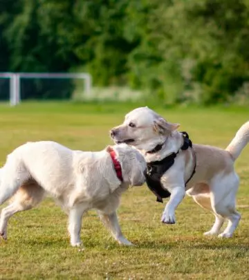 Energetic companions offering loyalty, intelligence, and endless playful adventures daily.