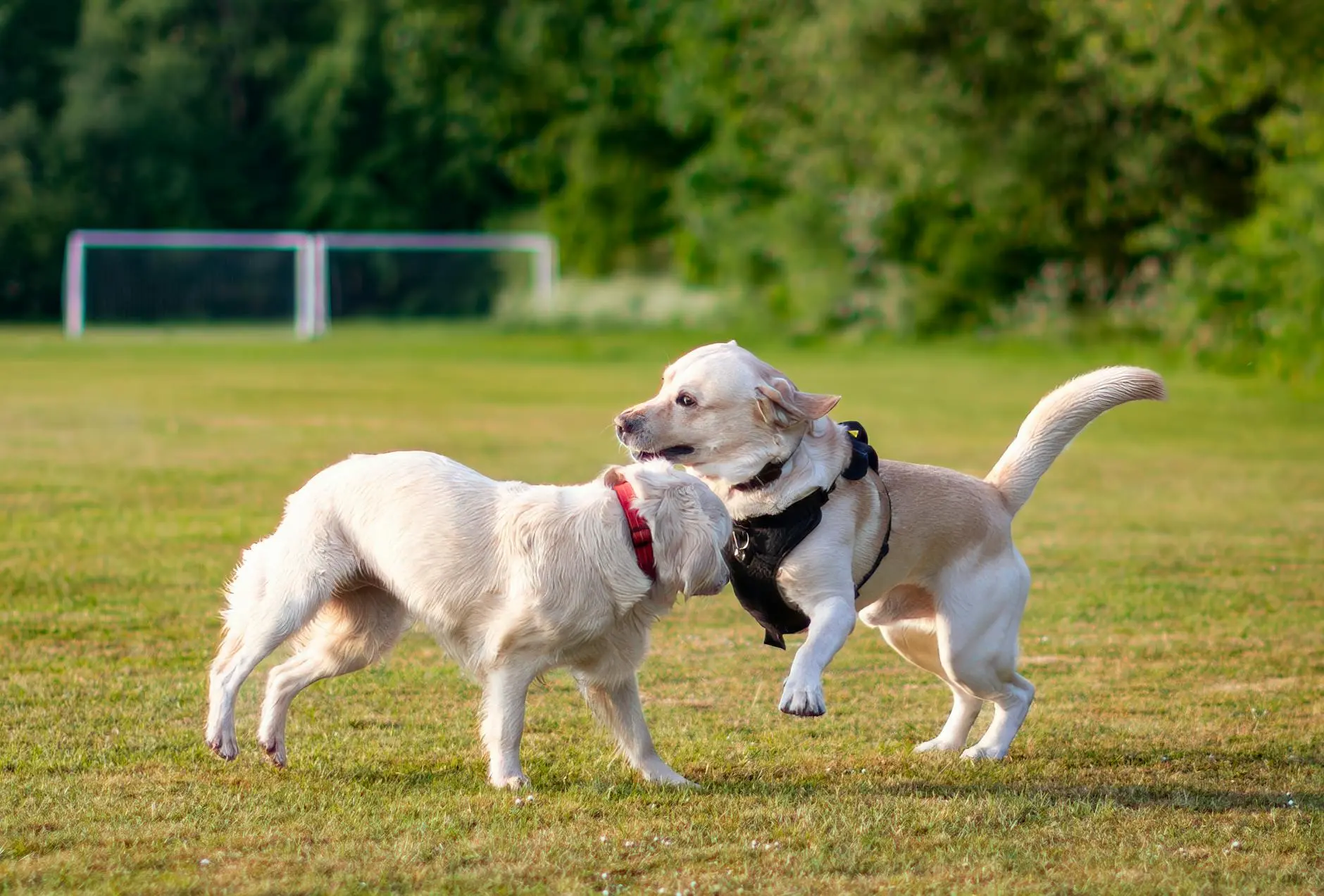 Jack Russell Terrier: Complete Guide To Care, Training & Health Energetic companions offering loyalty, intelligence, and endless playful adventures daily.