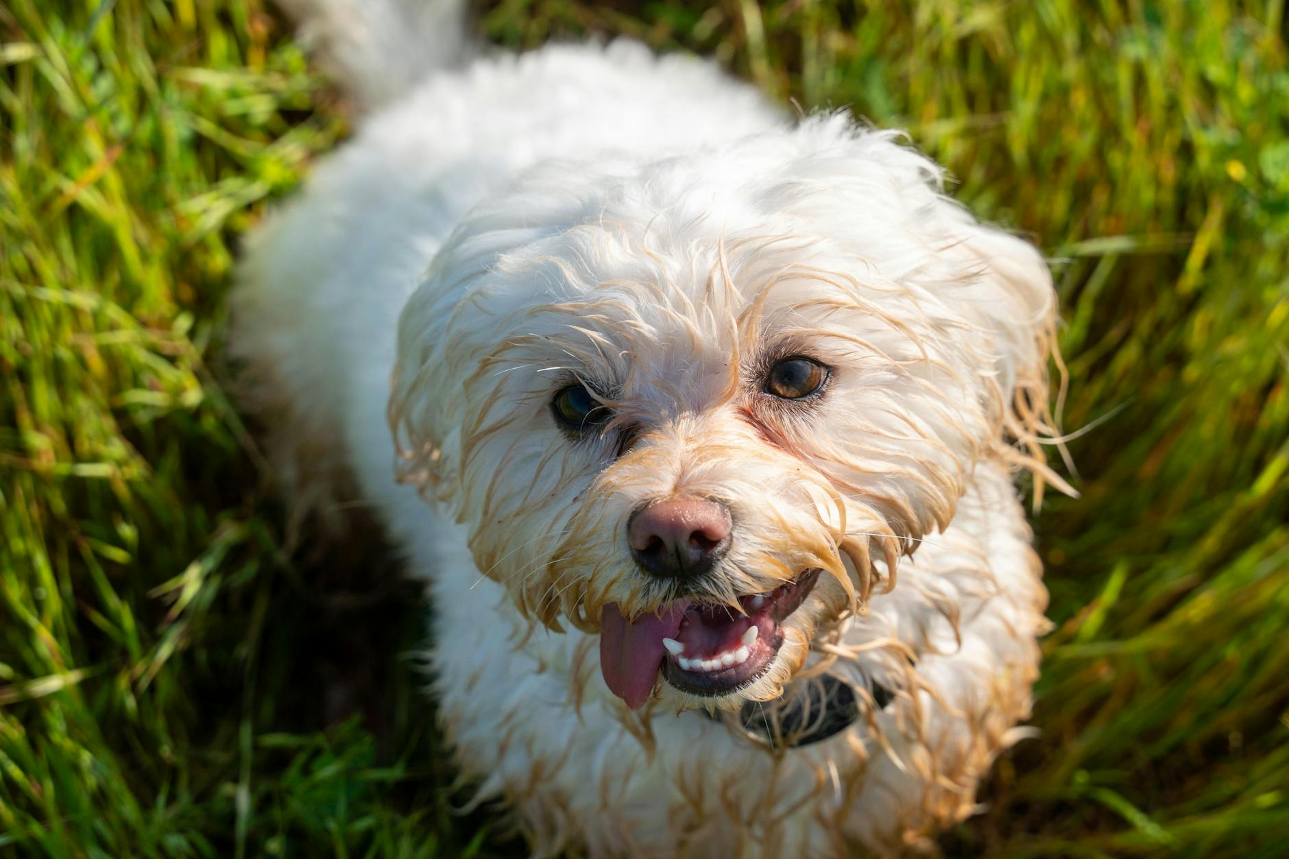 Poodle Dog Breed: Complete Guide to Characteristics, Care & History Poodle Dog Breed: Complete Guide to Characteristics, Care & History_image