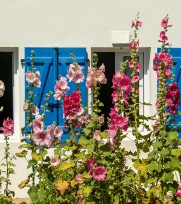 Discover vibrant blooms, essential tips, and tricks to cultivate stunning garden favorites.