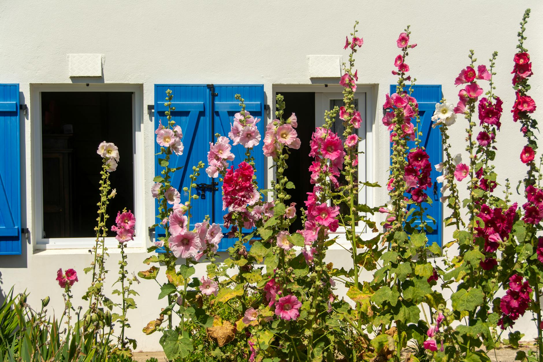 Hollyhocks: Growing, Varieties, and Care for Towering Garden Beauty Hollyhocks: Growing, Varieties, and Care for Towering Garden Beauty_image