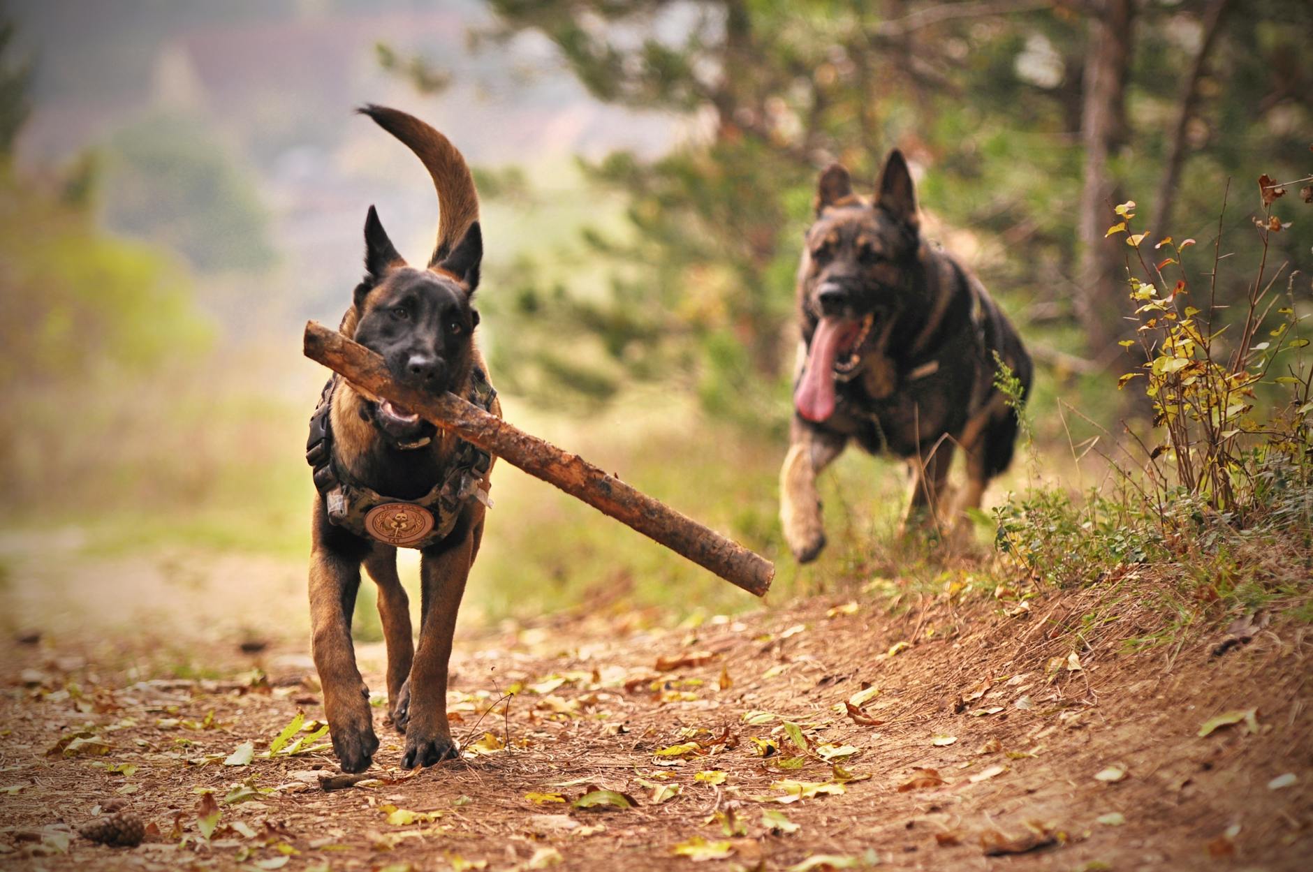 Belgian Malinois: The Ultimate Guide to This High-Energy, Intelligent Dog Breed Belgian Malinois: The Ultimate Guide to This High-Energy, Intelligent Dog Breed_image