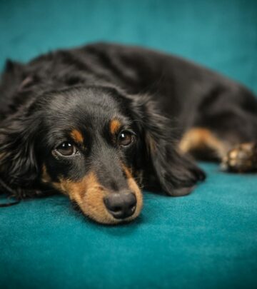 Dachshund: The Lively, Loyal, and Endearing ‘Wiener Dog’