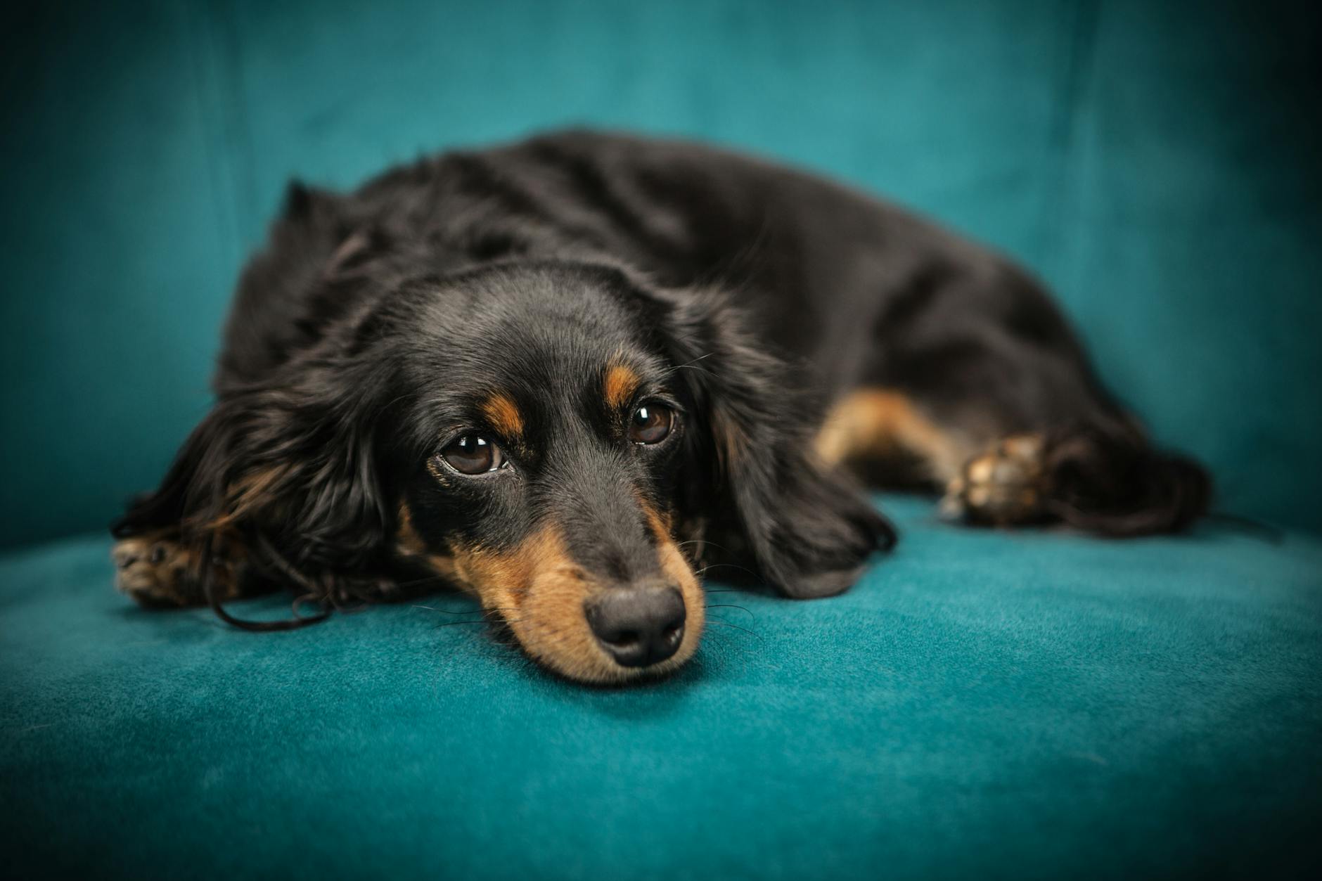 Dachshund: The Lively, Loyal, and Endearing ‘Wiener Dog’ Dachshund: The Lively, Loyal, and Endearing ‘Wiener Dog’_image