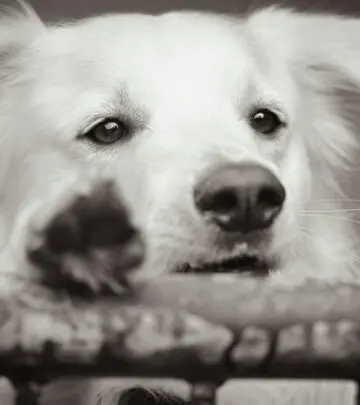 Discover key reasons behind your pet's discomfort and how to support their recovery safely.
