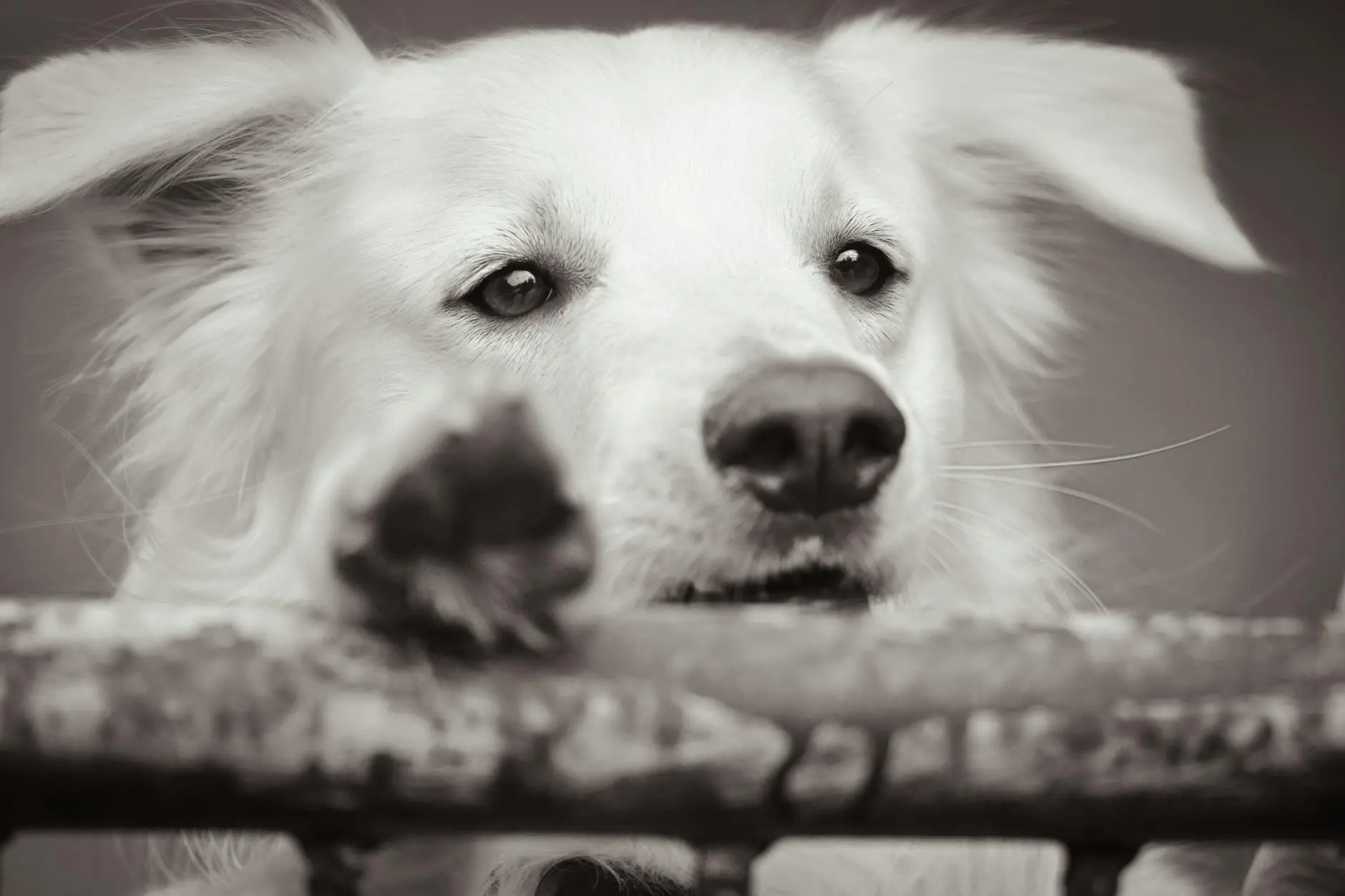 Dog Vomiting Yellow Bile: 9 Causes & How To Help Discover key reasons behind your pet's discomfort and how to support their recovery safely.