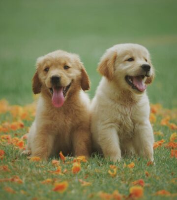 Dogs in Heat: Timeline, Duration, and Essential Care Guide