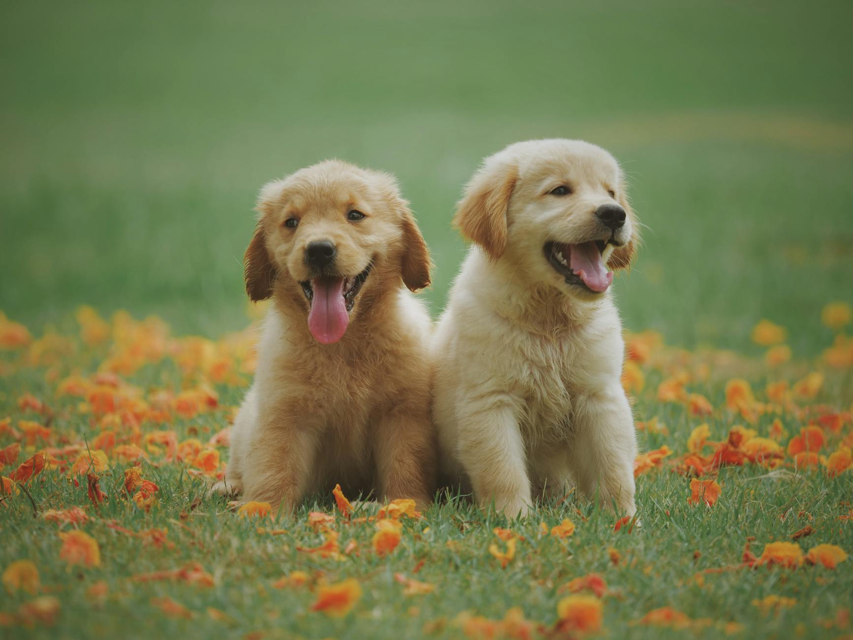 Dogs in Heat: Timeline, Duration, and Essential Care Guide Dogs in Heat: Timeline, Duration, and Essential Care Guide_image