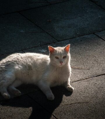 How Long Do Cats Live? Understanding Feline Lifespan and Ways to Help Your Cat Thrive