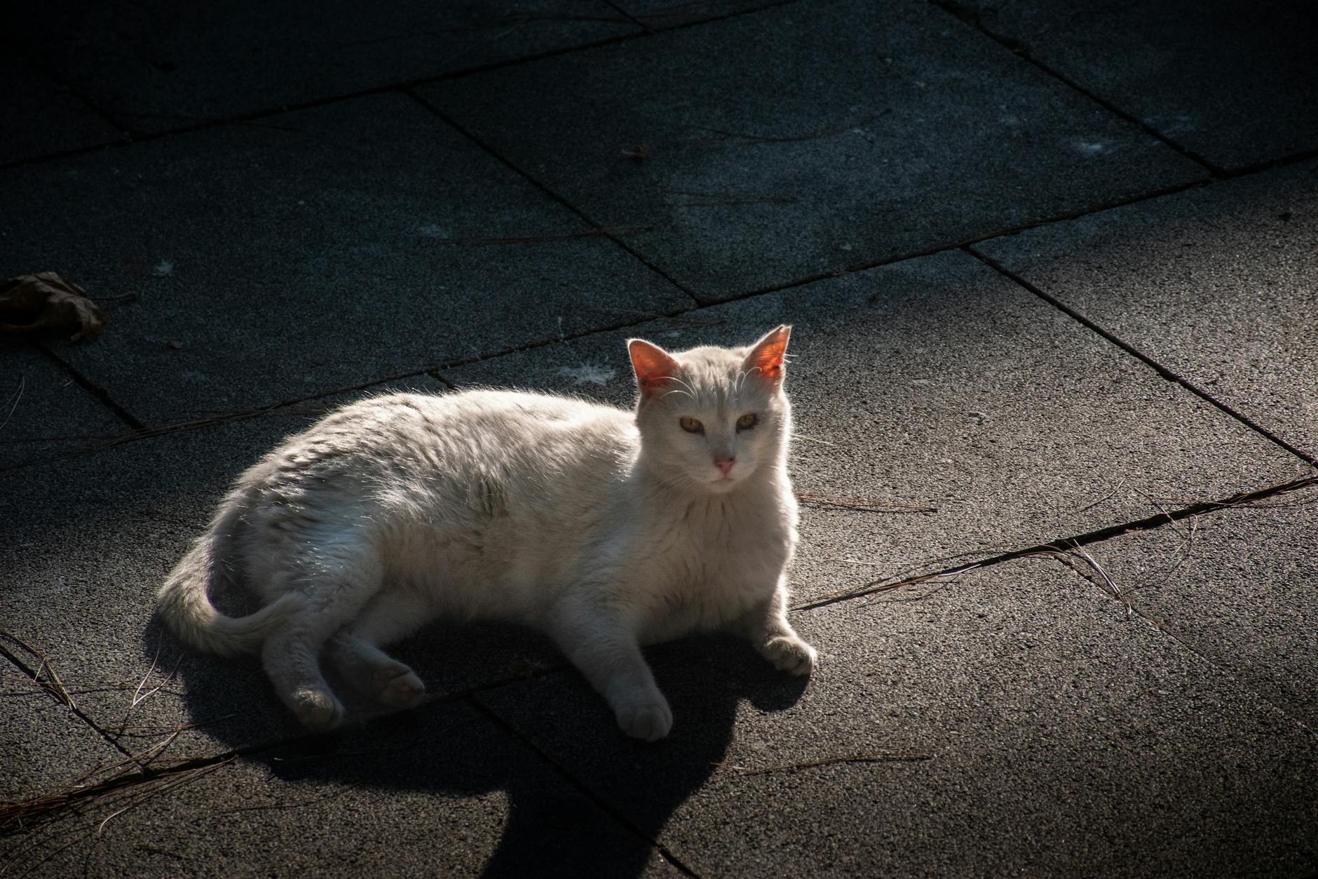How Long Do Cats Live? Understanding Feline Lifespan and Ways to Help Your Cat Thrive How Long Do Cats Live? Understanding Feline Lifespan and Ways to Help Your Cat Thrive_image