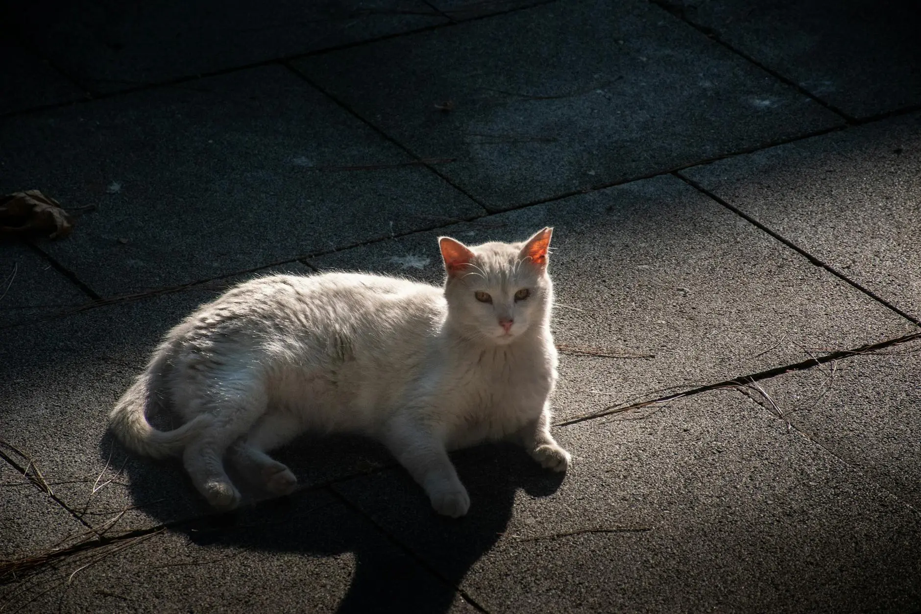 How Long Do Cats Live? 11 Proven Ways To Help Them Thrive Unlock secrets to extending your pet's years with expert tips on health and happiness.