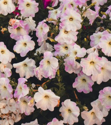 Expert Guide: How to Keep Petunias Blooming Throughout Summer