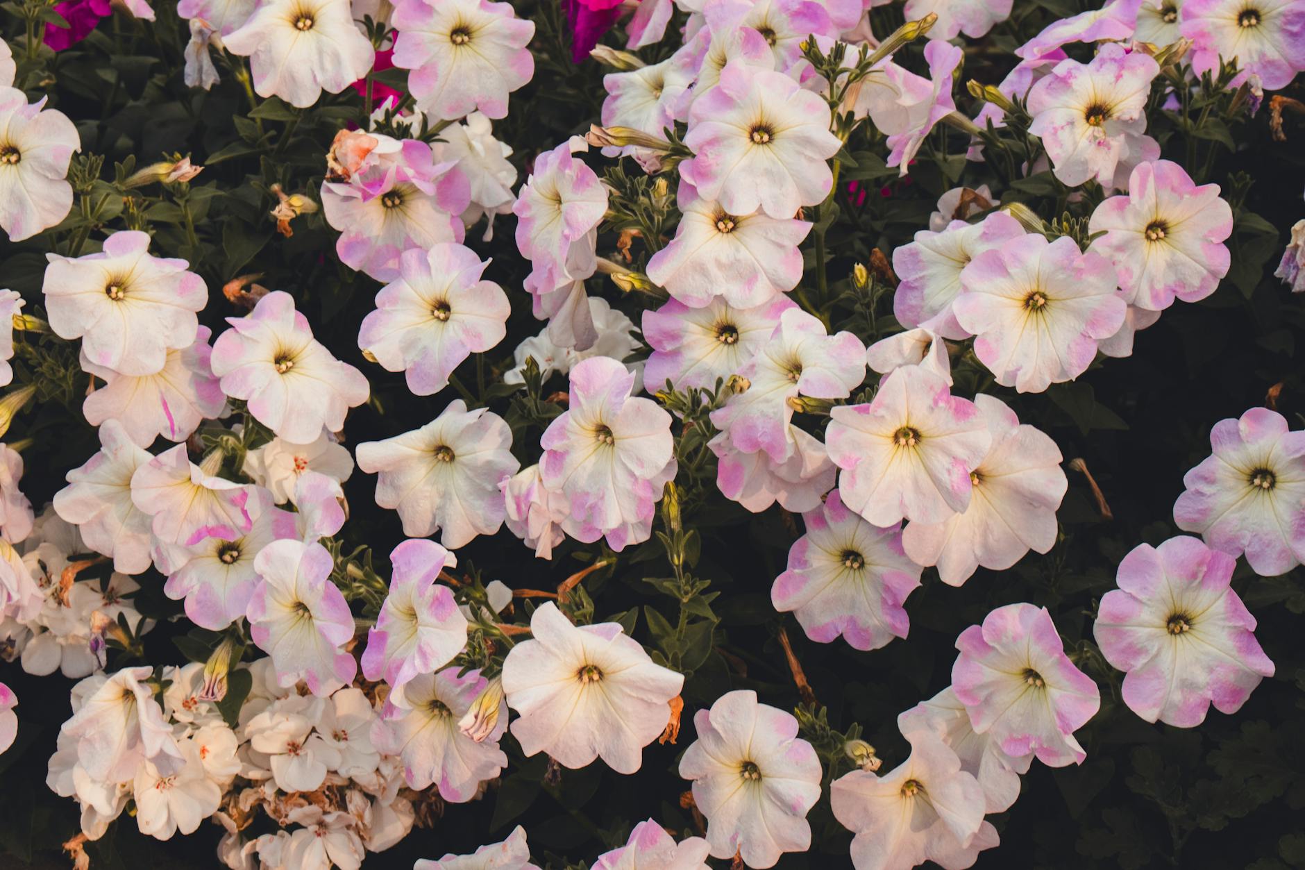 Expert Guide: How to Keep Petunias Blooming Throughout Summer Expert Guide: How to Keep Petunias Blooming Throughout Summer_image