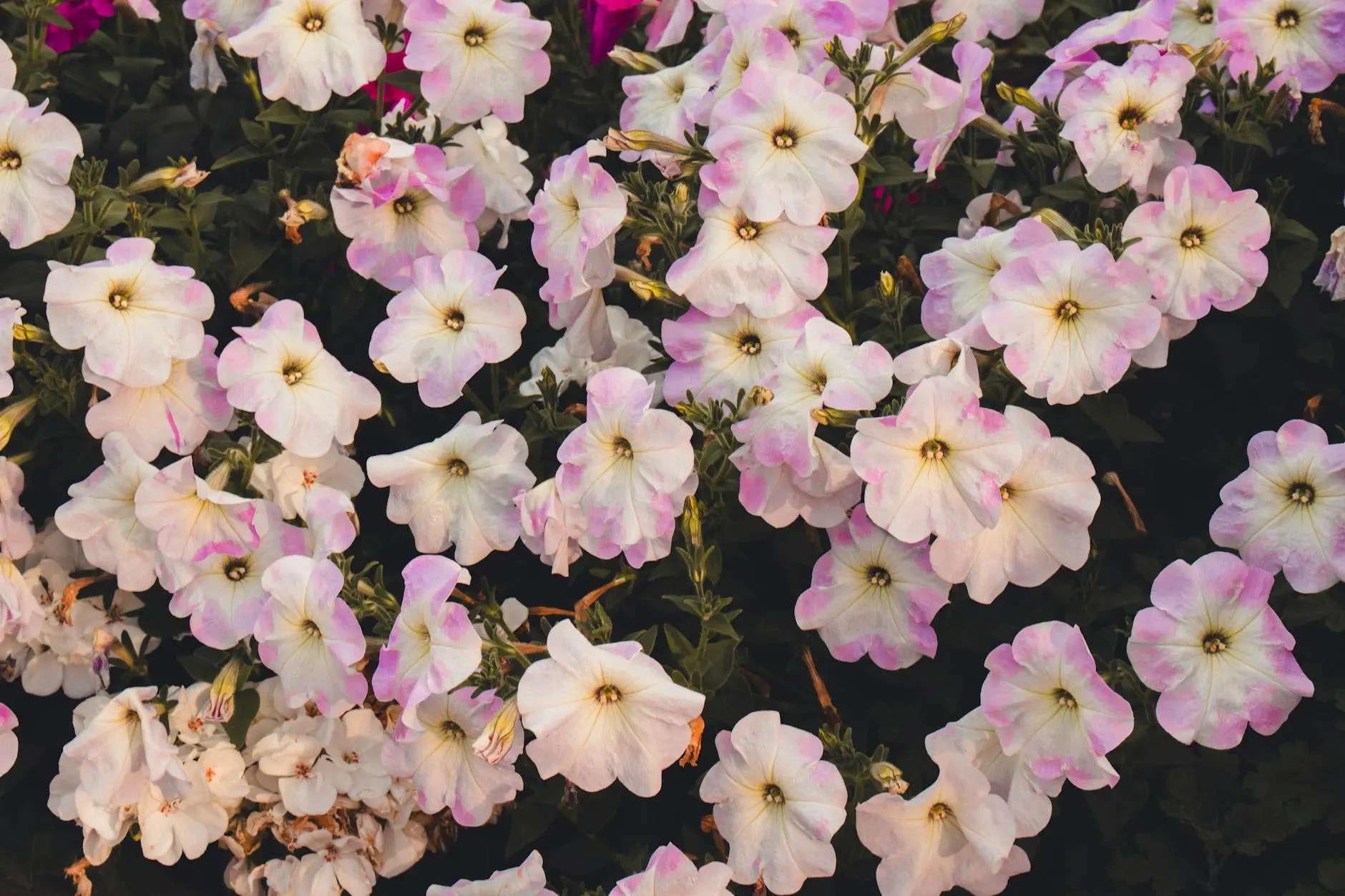 How to Care for Petunias: 4 Essential Steps for Summer Blooms Discover secret tips and proven methods to enjoy vibrant flowers all season long!
