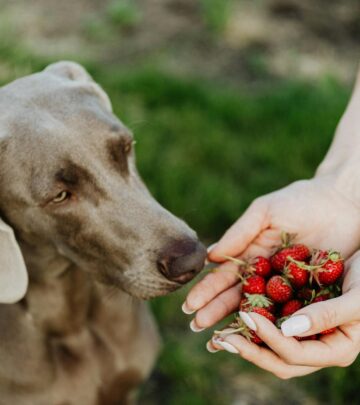 Can Dogs Eat Strawberries? Benefits, Risks, and Safe Feeding Tips