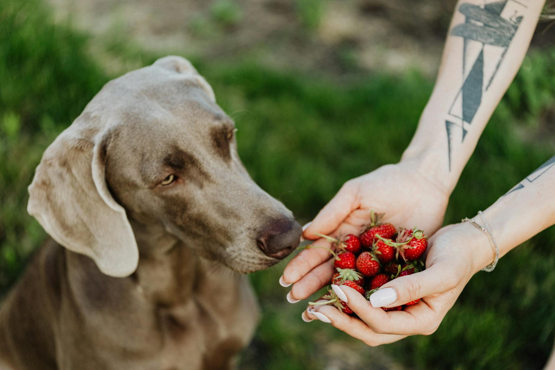 Can Dogs Eat Strawberries? Benefits, Risks, and Safe Feeding Tips Can Dogs Eat Strawberries? Benefits, Risks, and Safe Feeding Tips_image