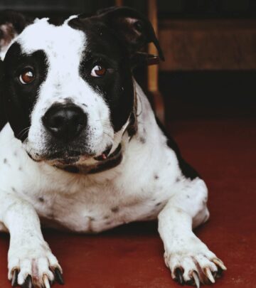 American Pit Bull Terrier: Traits, History, Care, and FAQs